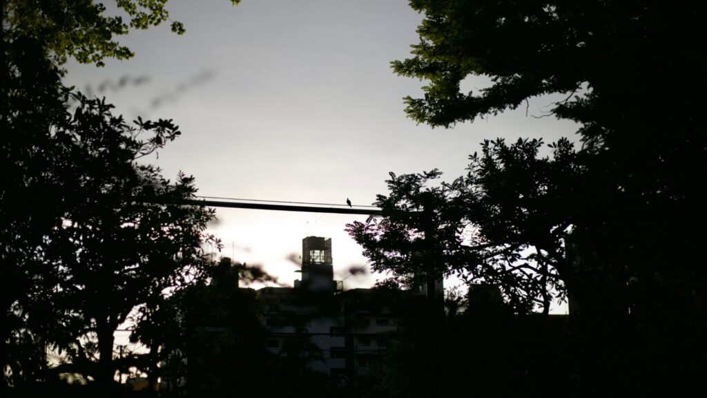 木に囲まれた先にいる鳥