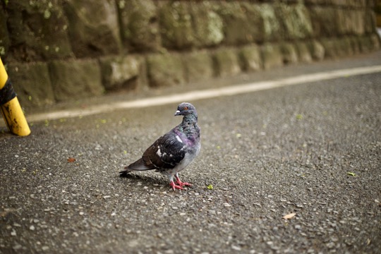 街中で撮影した一匹のハトの街歩きスナップ